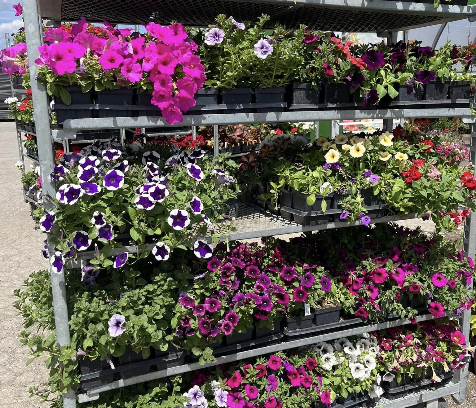 nursery cart with petunias