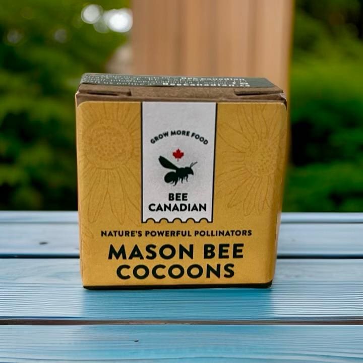 Mason Bees