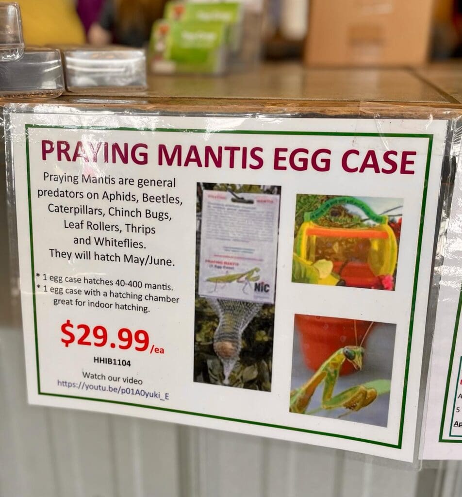 Praying Mantis Egg Case