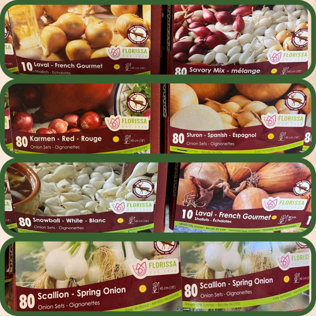 Onion sets and spring garlic